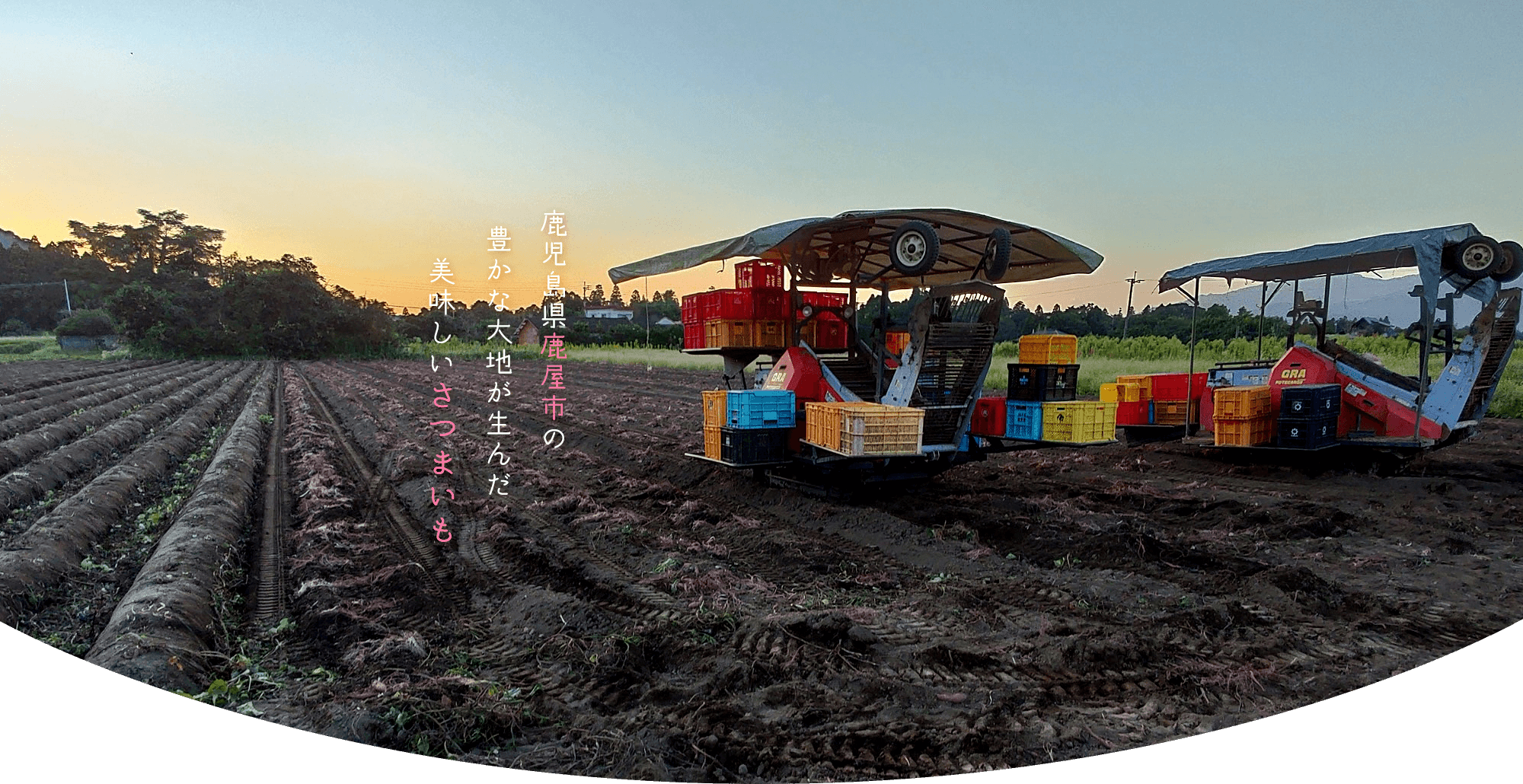鹿児島県鹿屋市の豊かな大地が生んだ美味しいさつまいも