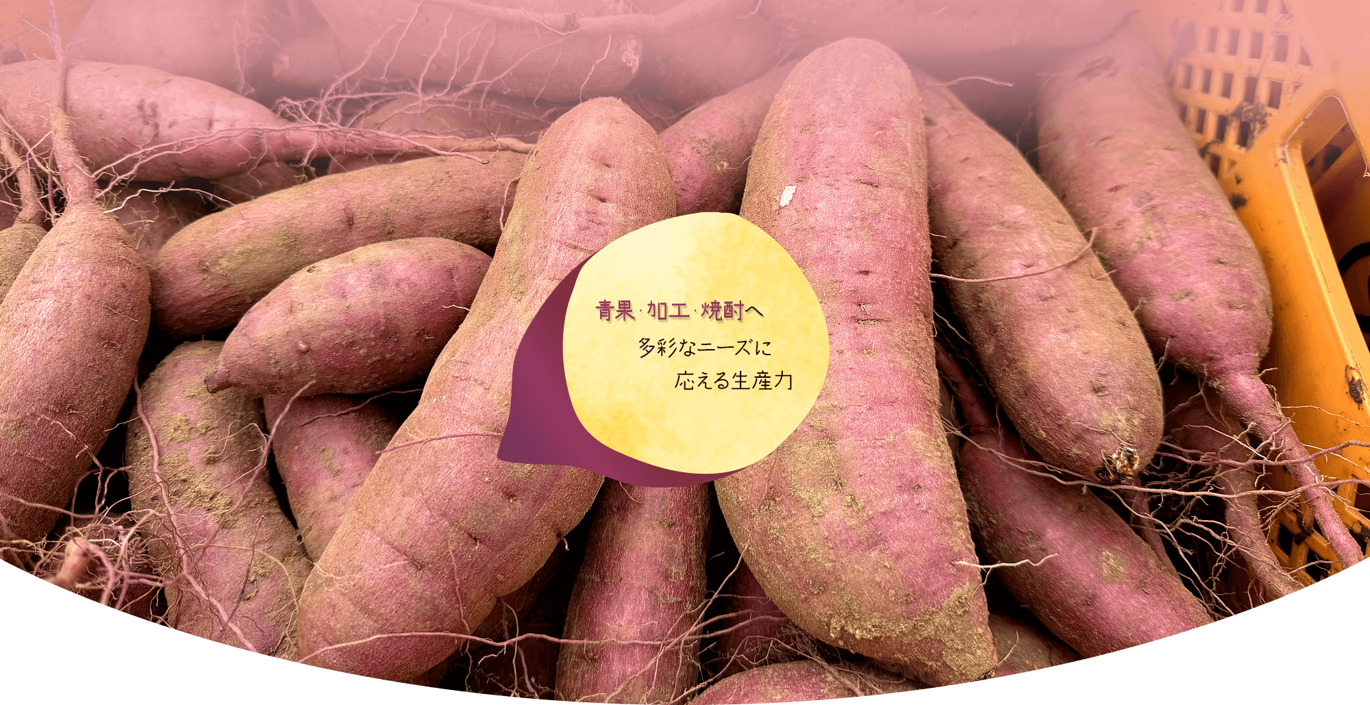 青果・加工・焼酎へ ― 多彩なニーズに応える生産力