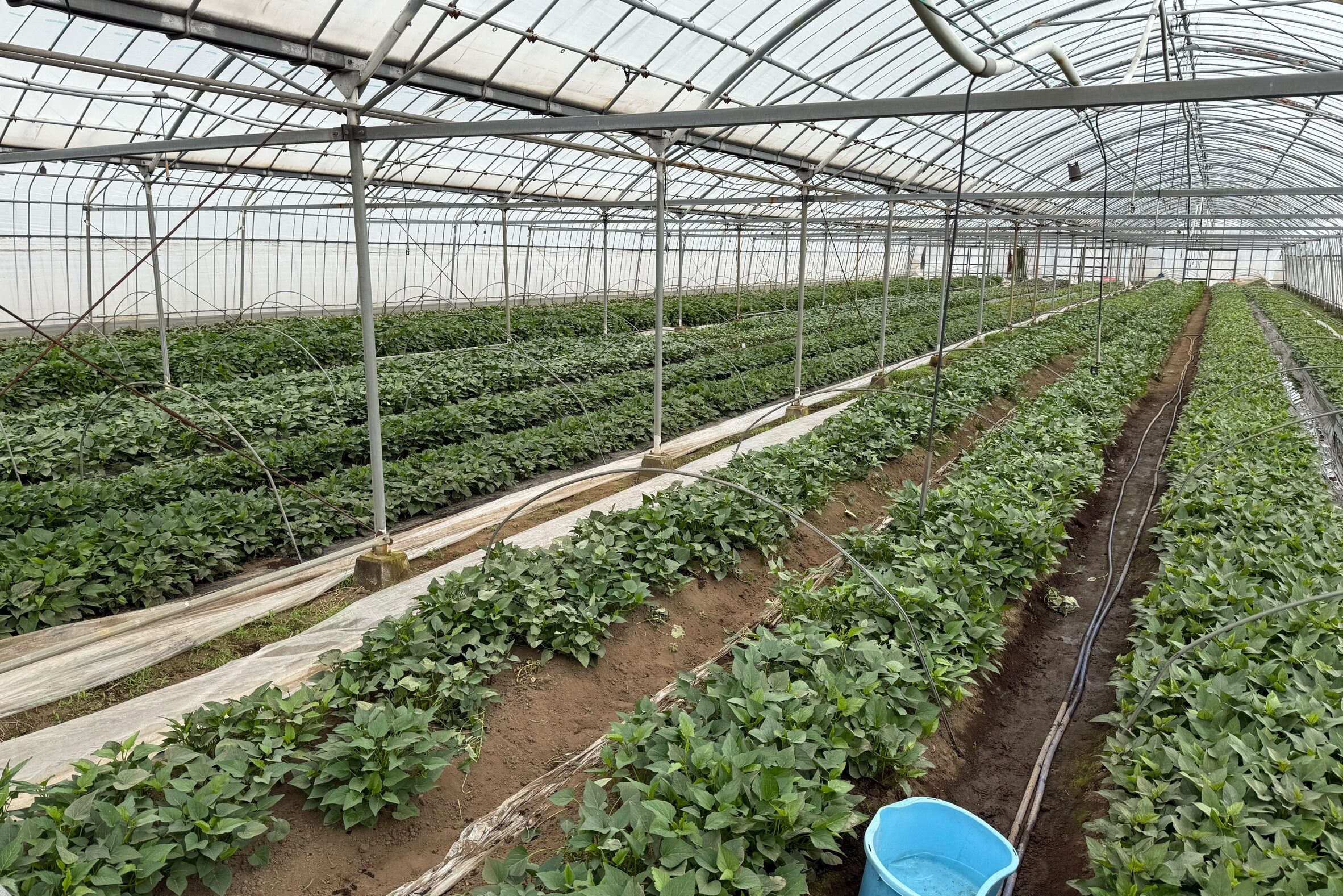 さつまいも農園