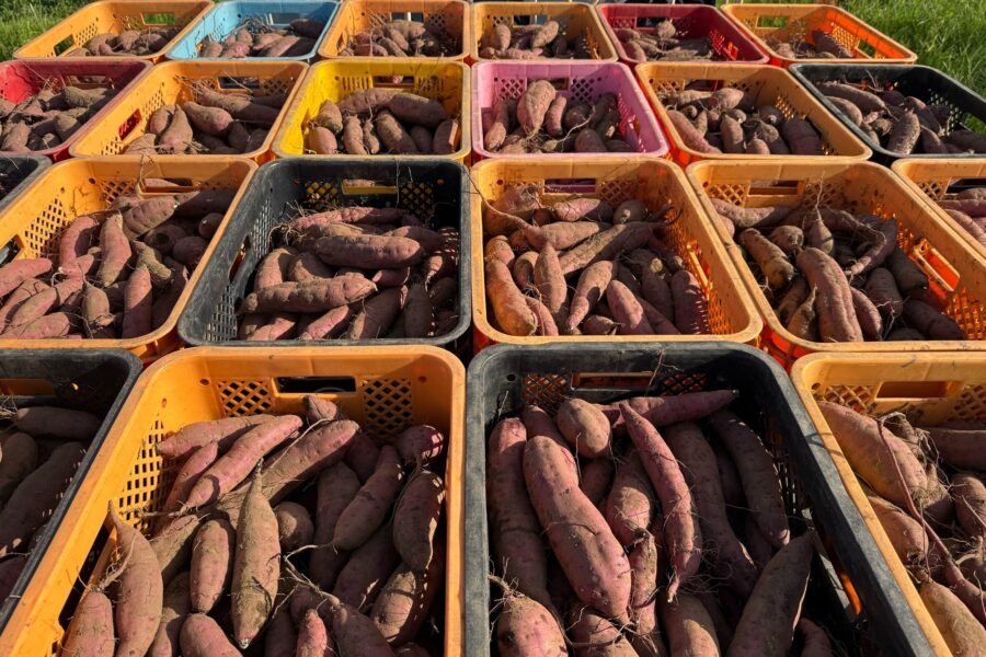 紅はるか　紅まさり　アカムラサキ　みちしずく