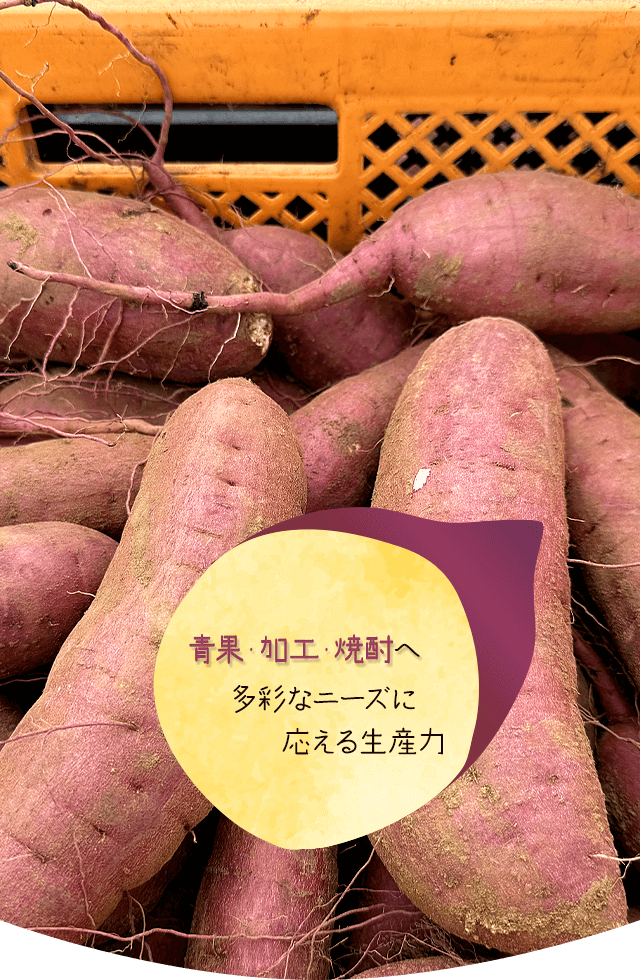 さつまいもページ 楽天市場】【エントリーでP10倍 12/4 20:00~】【送料無料】 鹿児島県